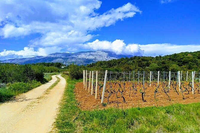 Korcula Bike & Wine Tour | Wine Tasting in Lumbarda - Why a bike-and-wine afternoon in Lumbarda works so well