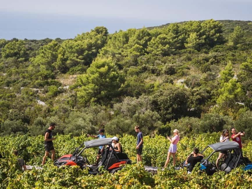 Korcula Buggy Safari With Wine Tasting - Through Vineyard Rows: Greek Grapes and Olive Country Views