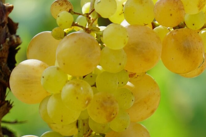 Korčula for Wine Lovers - Pošip and Grk Wines Private Tour - The Korčula drive to Žrnovo and the viewpoint over the red roofs