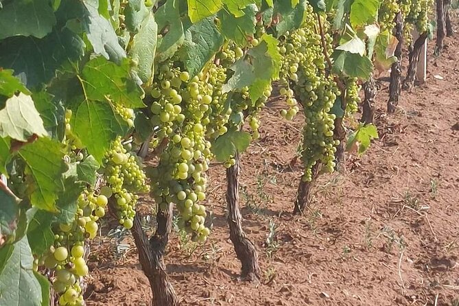Korčula for Wine Lovers - Pošip and Grk Wines Private Tour - Price and value: what $276.86 buys you on this private wine route
