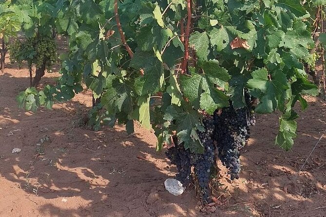 Korčula for Wine Lovers - Pošip and Grk Wines Private Tour - Who this private wine tour suits best (and who should skip it)