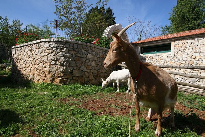 Korcula Island Mountain E Bike Private tour with lunch - Pickup by Mercedes Van (Plus Speed-Boat Option): Where to Meet