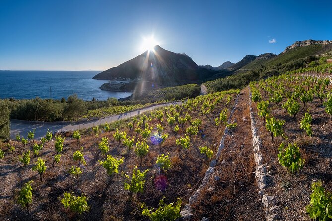 Korčula & Ston: Island Charms, Pelješac Delights & Wine Tasting - Pelješac wine tasting: Plavac Mali and what you learn on the way