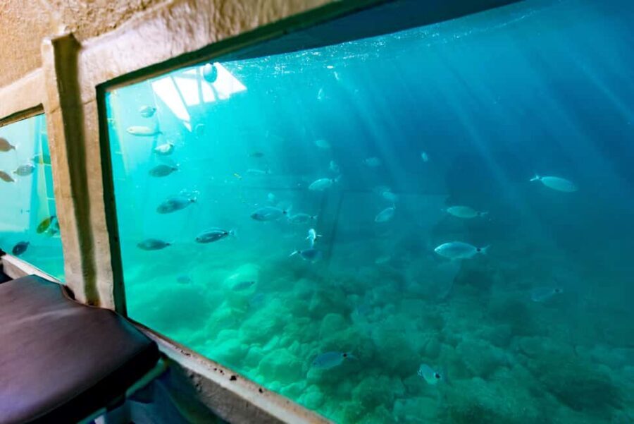 Krk: Yellow Semi-Submarine Tour - Marine life viewing without swimming: what you can realistically expect