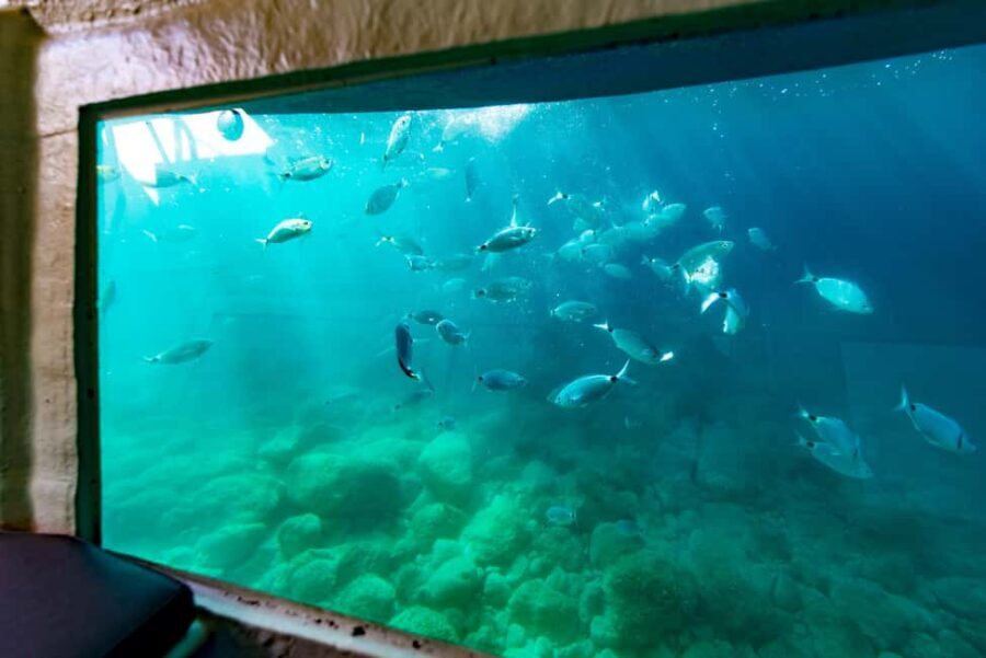 Krk: Yellow Semi-Submarine Tour - Day tour with fish feeding: what to watch for in bright light