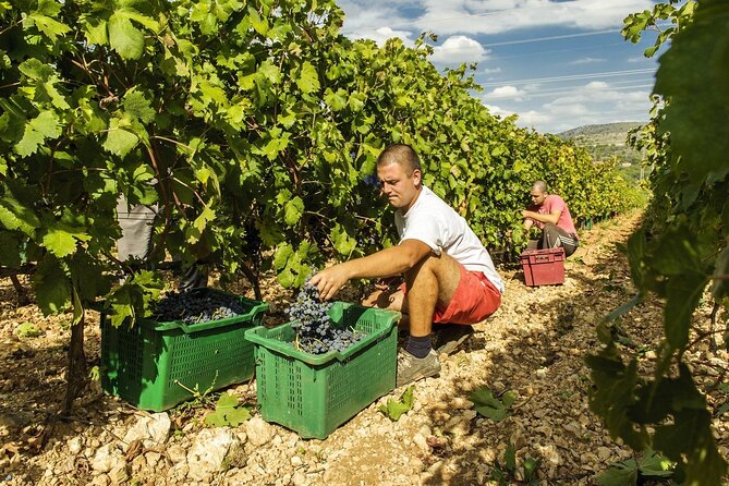 Krka Waterfalls & Dalmatian delights from Split or Trogir - Price and value: what you get for about $212.93