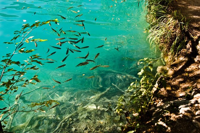 Krka Waterfalls Tour - Trip from Split with Boat & Swimming - Choosing the right guide energy for you