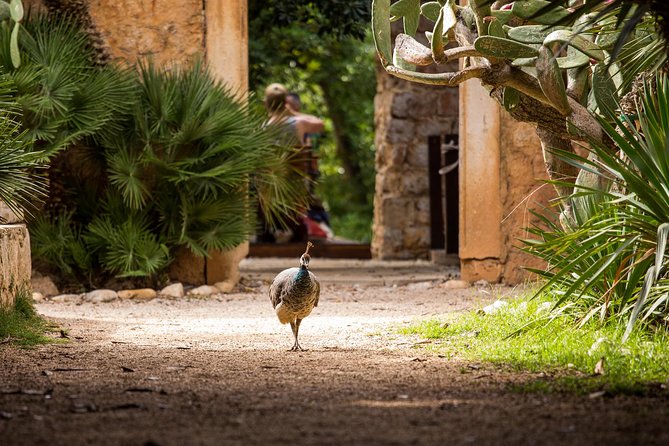 Legendary Game of Thrones & Lokrum Island Tour - Old Town as King’s Landing: Streets, Details, and Easy Wonder