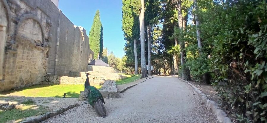 Lokrum Island Scenic Hike: History, Nature & Stories - Quick reasons this Lokrum hike is a smart use of time