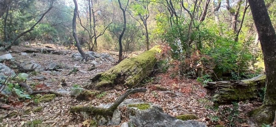 Lokrum Island Scenic Hike: History, Nature & Stories - Peacocks and the Austro-Hungarian story: the island has characters
