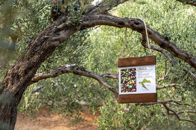 Makarska Tuk Tuk Tour Olive Grove, Scenic Views and Tastings - Who should book this Tuk Tuk + olive tasting tour