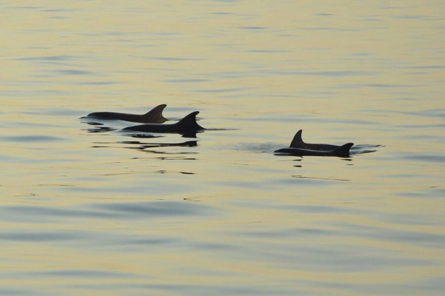Medulin: Dolphin Sunset Tour 85% chance with Drinks + Dinner - Dinner onboard: what you actually get (and why it’s a smart add-on)