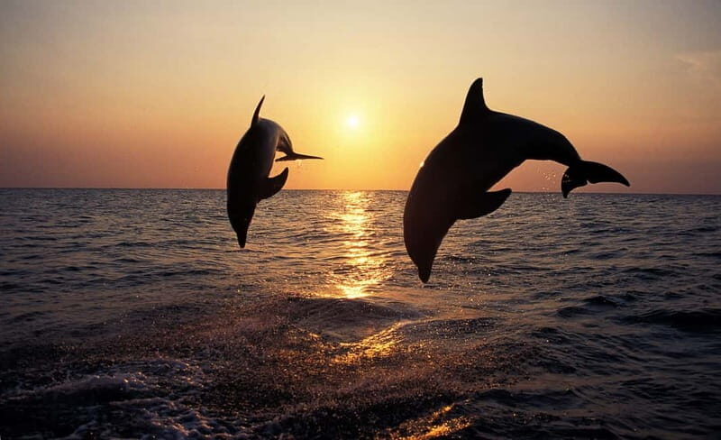 Medulin: Dolphin Sunset Tour 85% chance with Drinks + Dinner - Meeting at Medulin Harbour (and how to get on smoothly)
