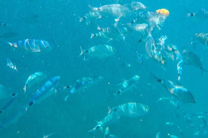 Medulin: Glass Boat Tour Experience to Kamenjak - What to bring for swimming and a glass-boat morning
