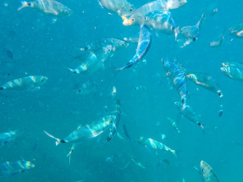 Medulin: Private Boat Tour with Captain - Price and value: $412 for up to 8 people