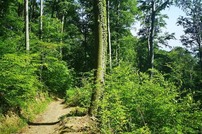 Medvednica Hiking and Chestnuts Picking Tour from Zagreb - What’s Included (and What You Need to Plan For)