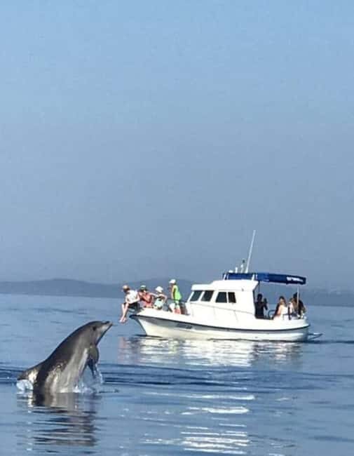 Molat Island Dolphin Watching Boat Tour 6hours TOUR - What to bring for sun, spray, and a speedboat day