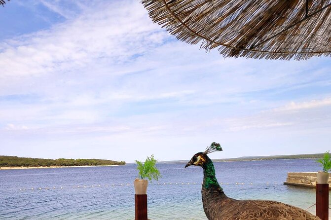 NP Brijuni Island Swimming & Dolphin Watching Sunset Cruise - Brijuni National Park’s 14-Island Cruise and Dolphin Odds