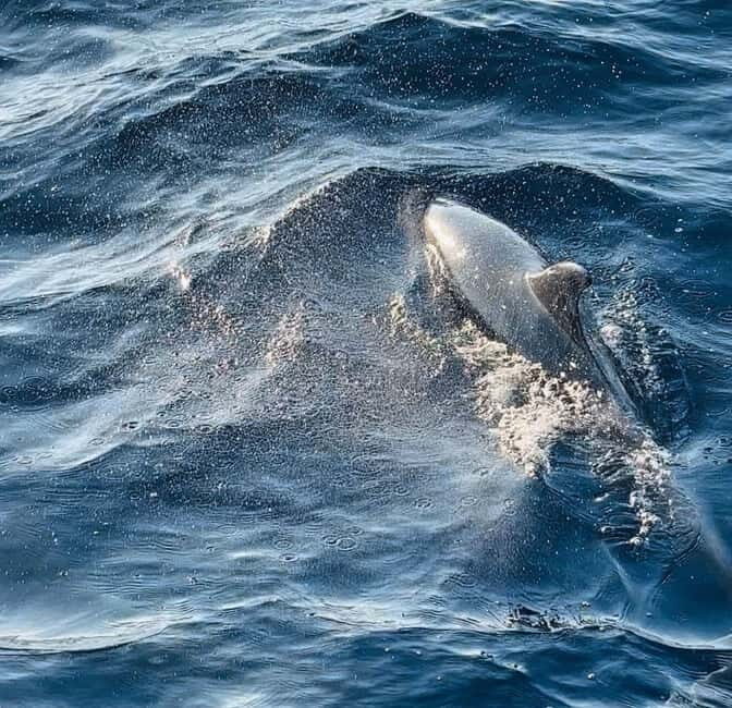 NP Brijuni Island Swimming & Dolphin Watching Sunset Cruise - Price and Value: Is $64 a Fair Deal for Brijuni Sunset Time?