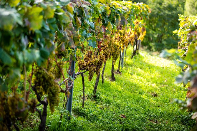 Olive farm & village - The walk through olive grooves, old oak shade, and terraced history