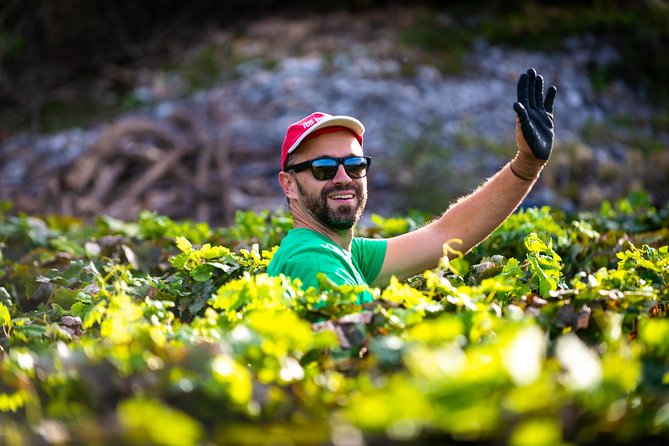 Olive farm & village - Ivica Vlašić and the family-farm storytelling you actually remember