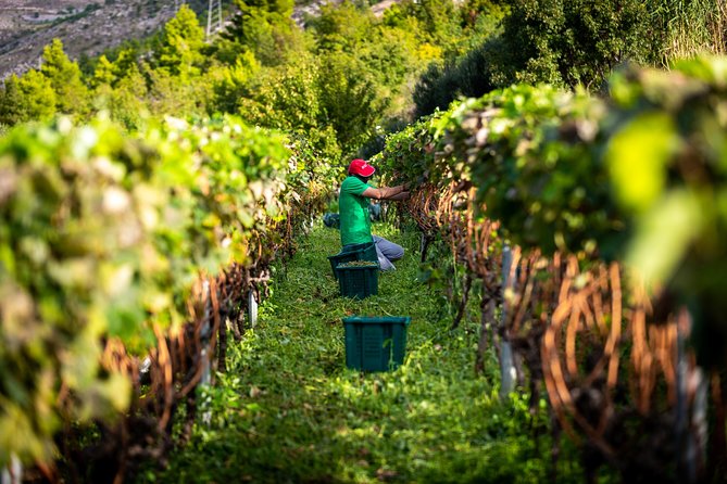 Olive farm & village - Pickup, timing, and group size: what the “small tour” means for you