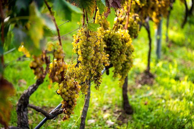 Olive farm & village - Price and value in Dubrovnik terms