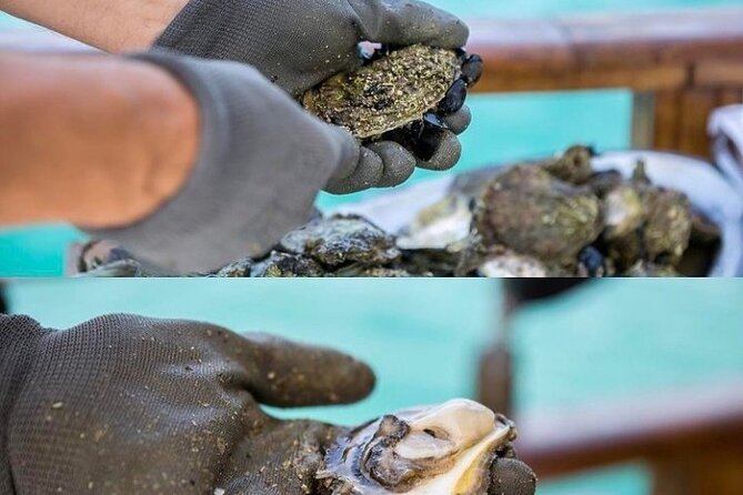 Oyster farm experience / Private day trip from Dubrovnik - Who this oyster-farm day trip is best for