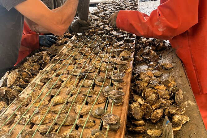 Oyster Farm, Ston and Winery Tour - Key highlights at a glance