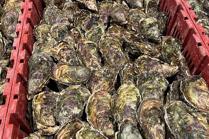Oyster Farm, Ston and Winery Tour - Small-group 5-hour structure from Dubrovnik (and why it matters)