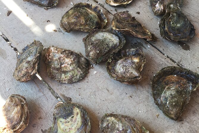 Oyster Farm, Ston and Winery Tour - What’s included (and how to plan what you bring)