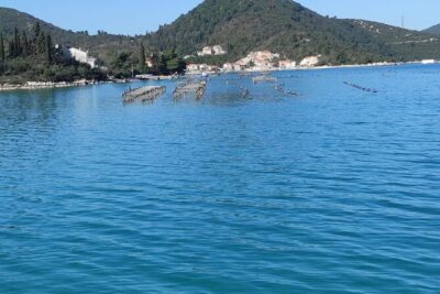 Oysters and mussels tasting with wine in Ston and Pelješac - Hodilje shellfish farm: oysters you can actually see being prepared