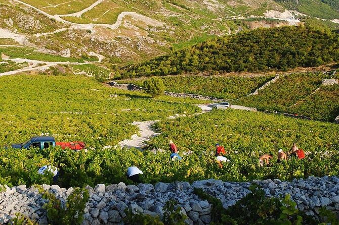 Oysters & Wine Tour From Dubrovnik (Small Group) - The Mercedes ride and small-group feel (including the one snag)