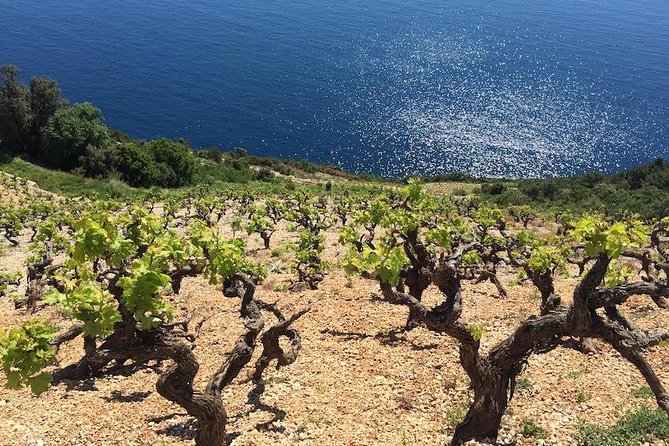 Peljesac and Ston Private Wine Tour with Tastings from Dubrovnik - Why Pelješac and Ston fit together so well in one day