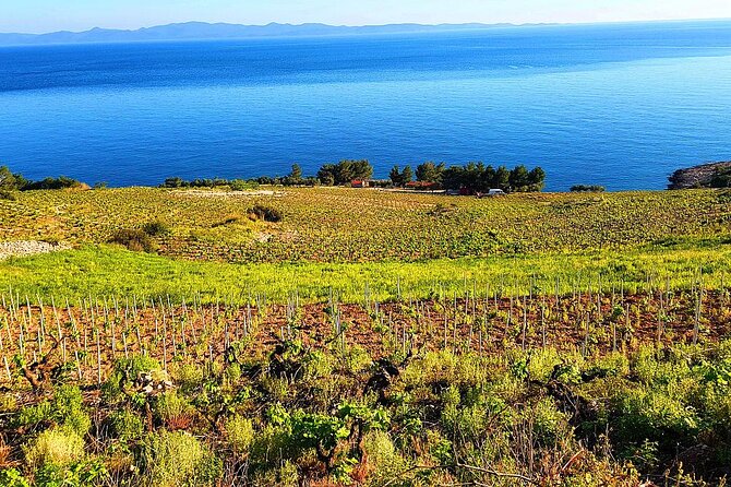Peljesac and Ston Private Wine Tour with Tastings from Dubrovnik - What you’ll taste: reds, whites, liqueurs, and local bites