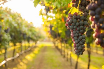 Peljesac Peninsula Wine Tasting Luxury Tour from Dubrovnik - Ston along the way: oysters, mussels, and the white-wine pairing