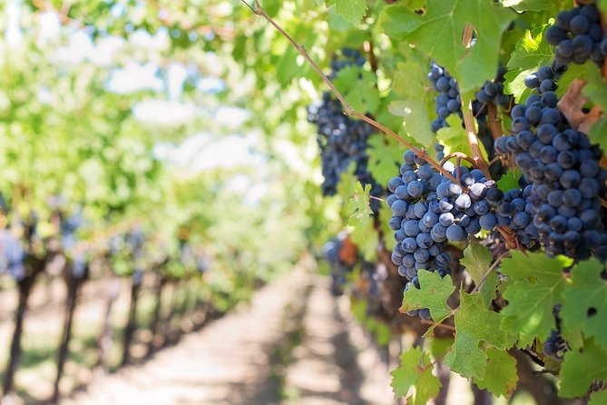 Peljesac Peninsula Wine Tasting Luxury Tour from Dubrovnik - Who this Peljesac wine-and-seafood day suits best
