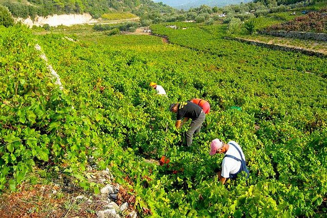 Peljesac Vineyards & Oysters - Private Day Trip from Dubrovnik-Mercedes Vehicle - Ston Old Town Walls and Salt Flats: The Most Efficient First Stop