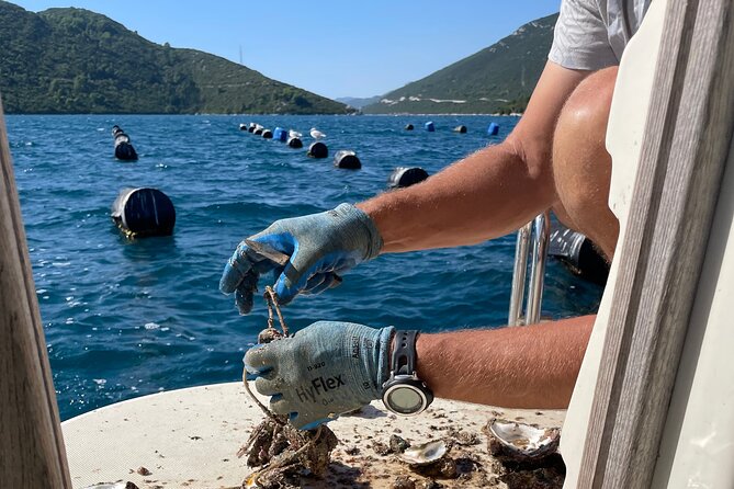 Pelješac - Wine, Oysters and Food Experience from Dubrovnik - Price and value at $420.55: what makes this feel like more than a tasting