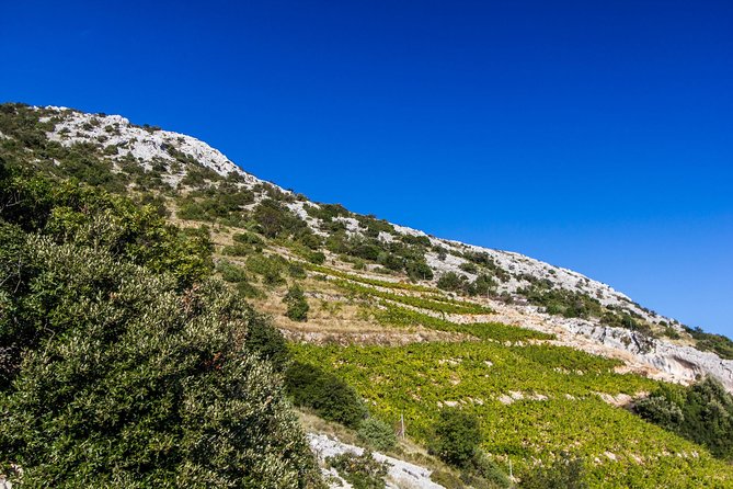 Peljesac Wine & Ston Oysters PRIVATE HALF DAY SHORE TOUR - Getting There From Dubrovnik: Pickup That Actually Matches Cruise Reality