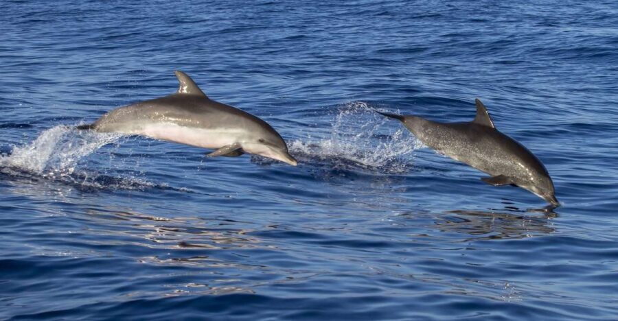 Poreč: Dolphin Spotting Cruise with Included Drinks - What the 2-hour timing really means
