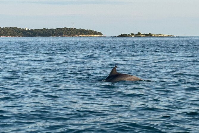 Porec Sunset Shared Cruise on Speedboat with Dolphin Sightseeing - Who this cruise is best for