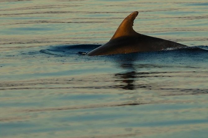 Private 7,5h Plavnik Island & Wild Bays Full-day Boat Trip - Wild bays and sea-access beaches: how to get the most from swimming and snorkeling