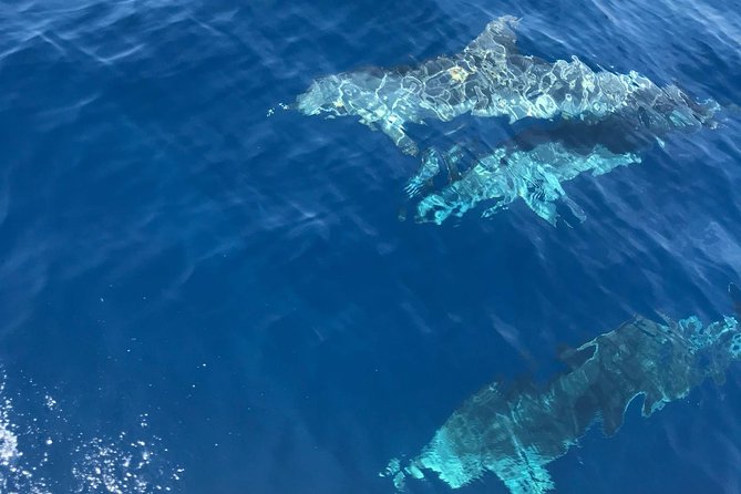 Private Blue Cave and Hvar - 5 Islands Tour - The Boat Ride Reality: Choppy Water, Shade, and Music