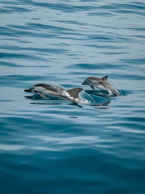 Private boat trips in Porec: dolphin watching, panoramic views - Respectful Dolphin Watching: Getting Close Without Stirring Things Up