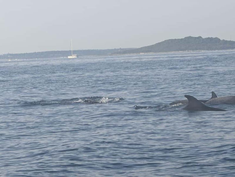 Private boat trips in Porec: dolphin watching, panoramic views - Meeting Point and Pickup: Easy Start, No Chaos
