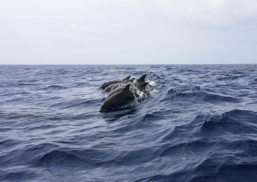Private boat trips in Porec: dolphin watching, panoramic views - The Boat, the Skipper, and the Drinks: Comfort That Matters at Sea