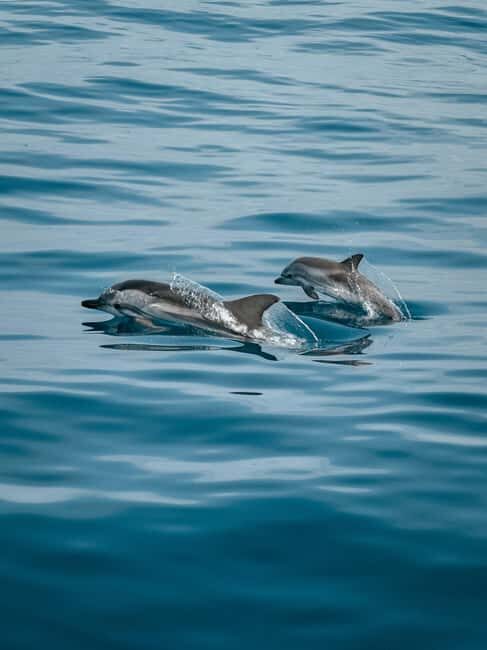 Private boat trips in Porec: dolphin watching, panoramic views - Who Should Book This Dolphin Trip (and Who Might Skip It)