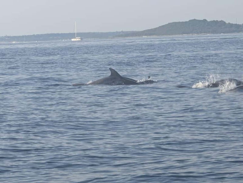 Private boat trips in Porec: dolphin watching, panoramic views - Should You Book It?