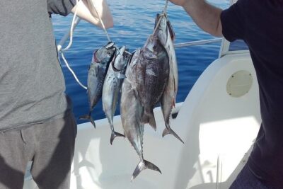 Private fishing tour - A Veteran Captain Named Srđan Makes It Less Guesswork